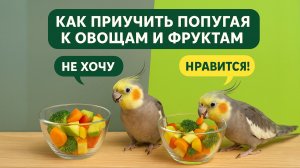 Как приучить попугая к овощам и фруктам?