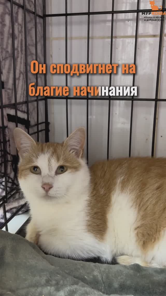 Мьюс (уже дома) смотреть онлайн