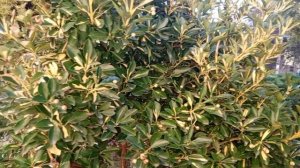 video_2025-12-19_08-15-26