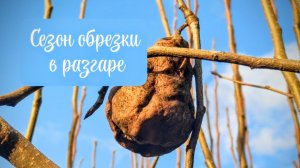 Обрезка плодового сада в декабре, обед с хозяевами дома.