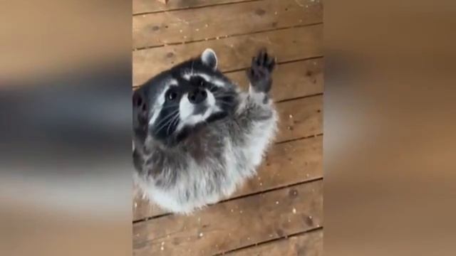 Самые смешные приколы с животными #№8