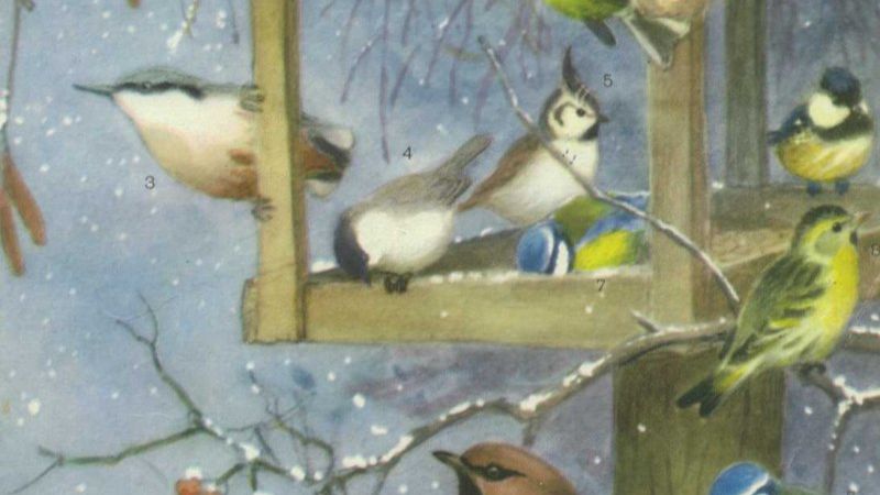 Дерутся , но о еде не забывают ПОДПИШИСЬ смотреть онлайн