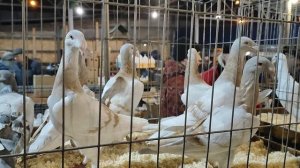 13.12.2025г Ярмарка ст.Бронницы ч.4