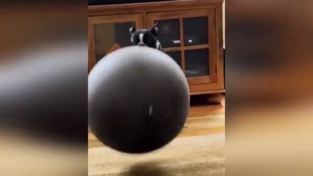 Самые смешные приколы с животными #№6