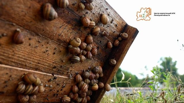 Павел Шабалин