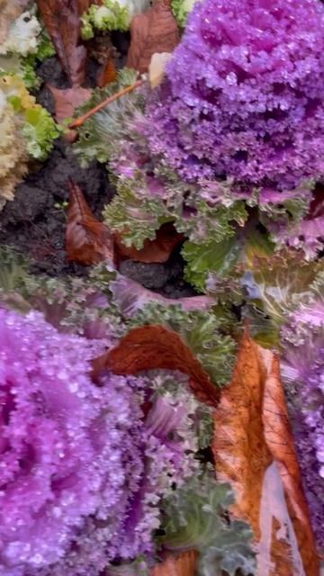 Цветы 🌸🌸🌸 смотреть онлайн