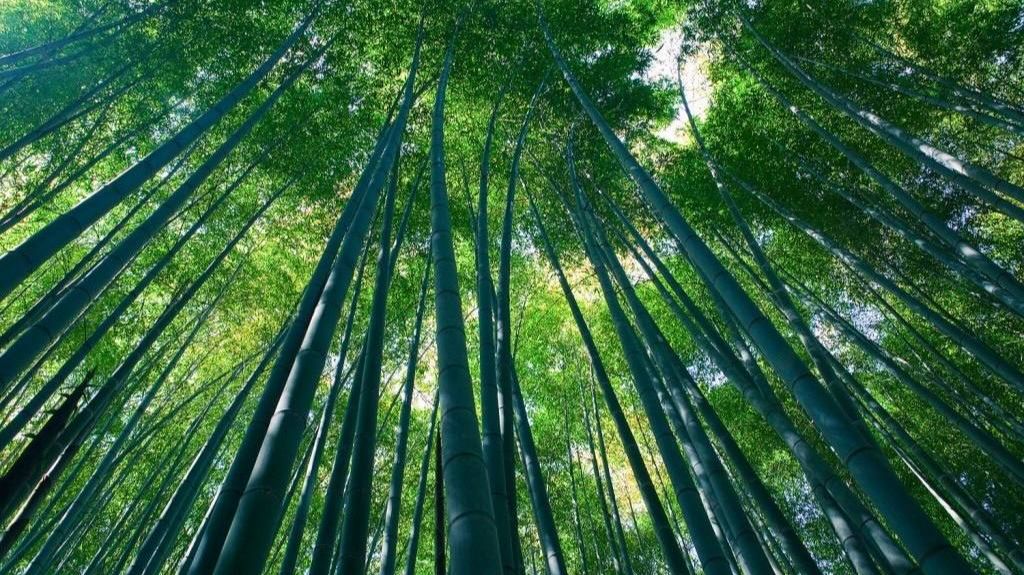 🌿Никитский Ботанический Сад🌿 | Крым | Прогулка стрим | 2025 смотреть онлайн