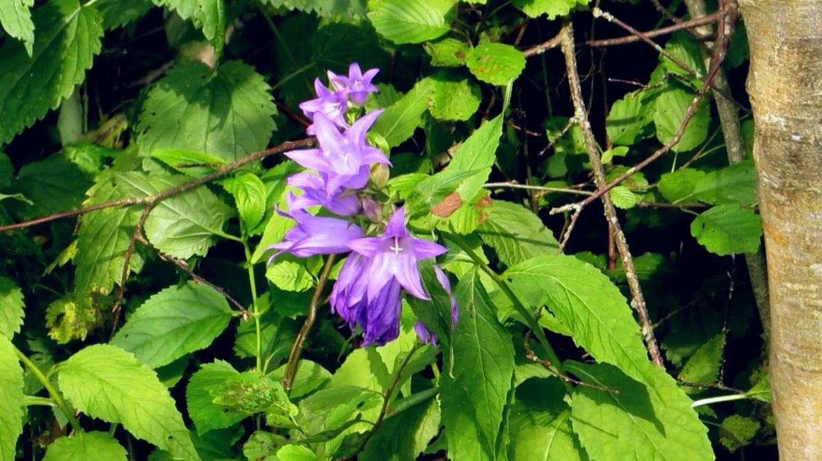 Колокольчики у речки смотреть онлайн