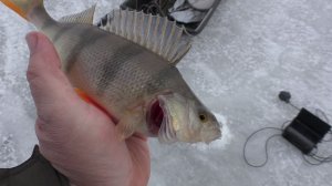 ПЕРВАЯ РЫБАЛКА НА ОКУНЯ ПО ПЕРВОМУ ЛЬДУ. ОКУНЬ НА ЖИВЦА. 2025-2026.