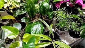 Выставка в Новороссийске  6-7 декабря. ТЦ Бон Пассаж, часть 2.