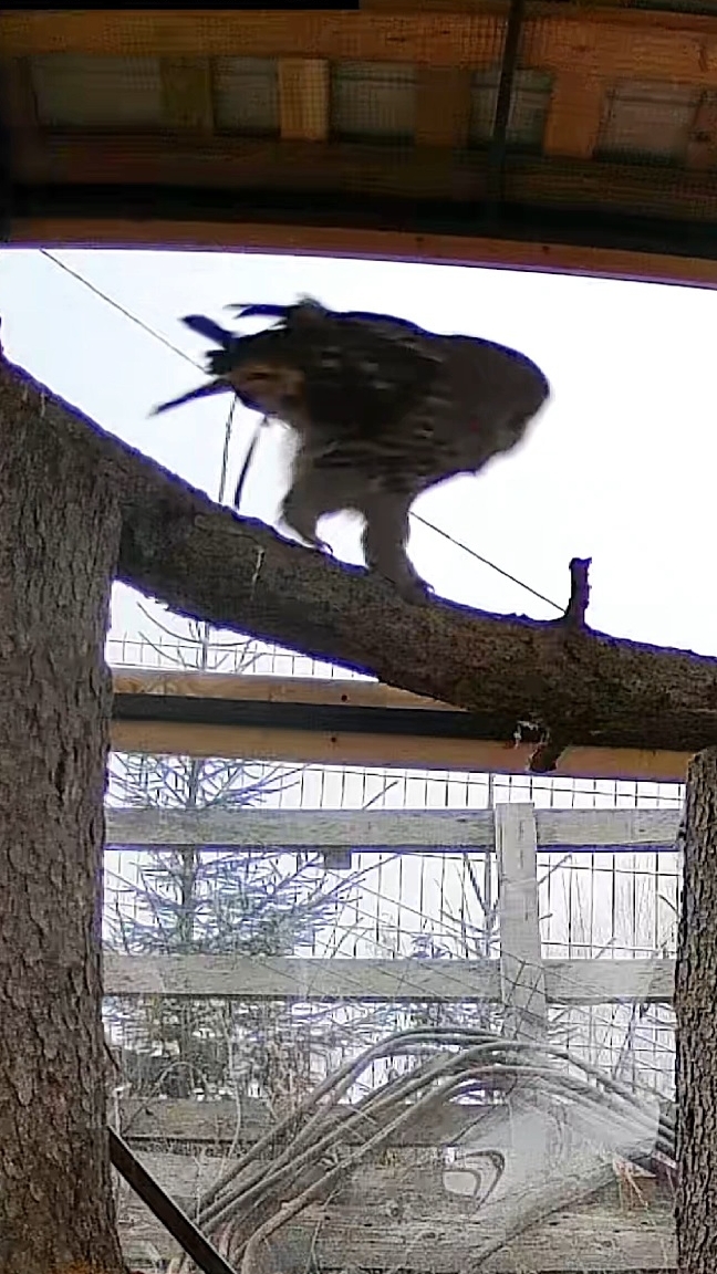 Сова неясыть Кофи гуляет по бревну в новом домике смотреть онлайн