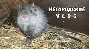 Готовлю клетки нутрий к зиме. 14.12.25