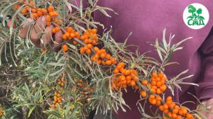 Молодильная ягодка: Облепиха лечит всё — Топ-сорта для бессмертия!