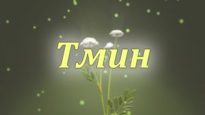 Тмин: уникальные лекарственные свойства