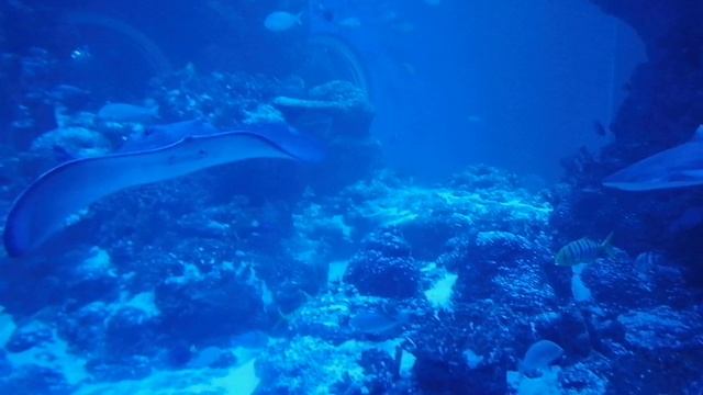 Крупные рыбешки в Оманском аквариуме