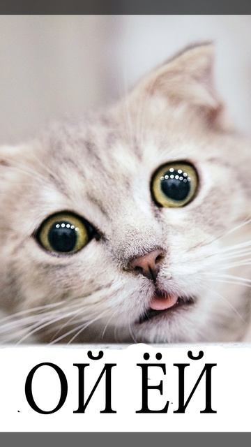 Кошак смотреть онлайн
