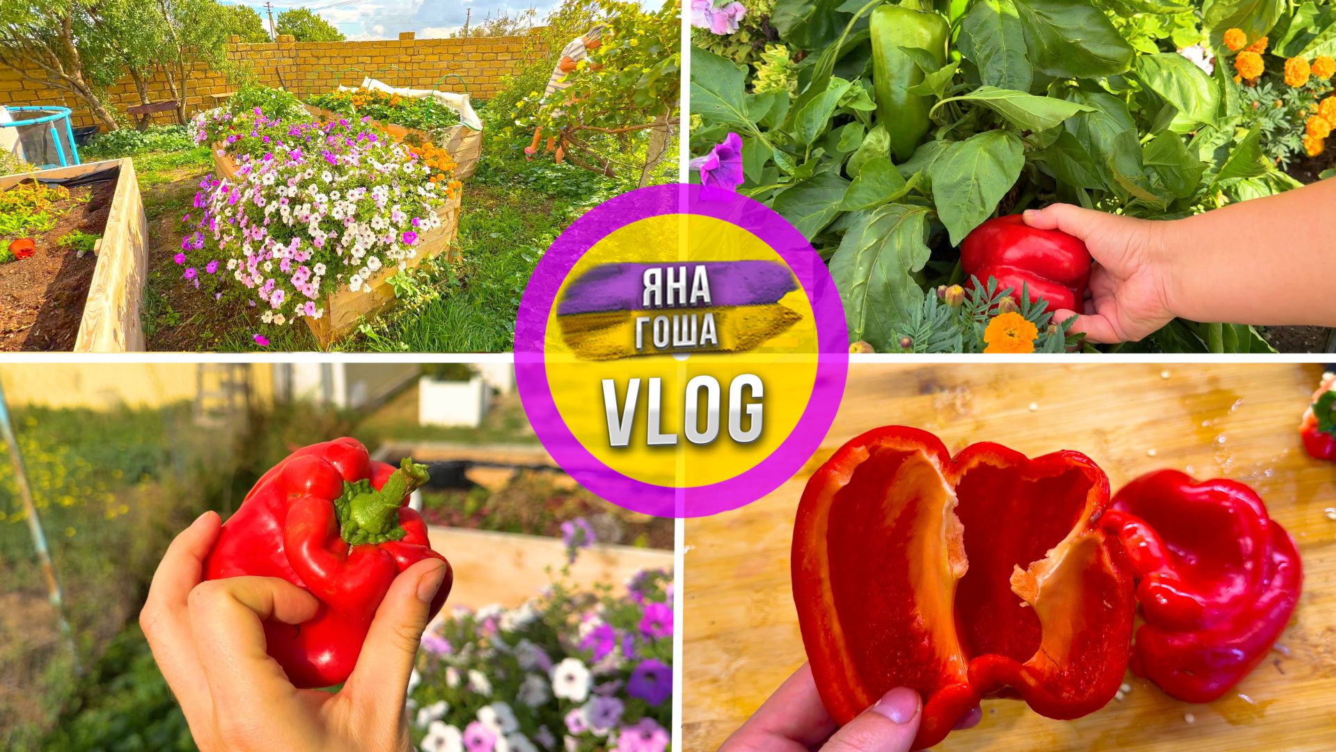 Бараний язык оказался гадостью! Лучше бы не пробовали. Не доели! Сходили в ресторан. смотреть онлайн