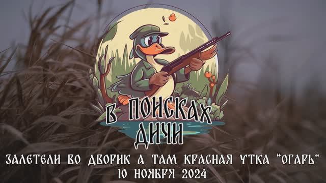 Залетели во дворик а там Красная утка “огарь”