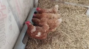 Осушитель подстилки