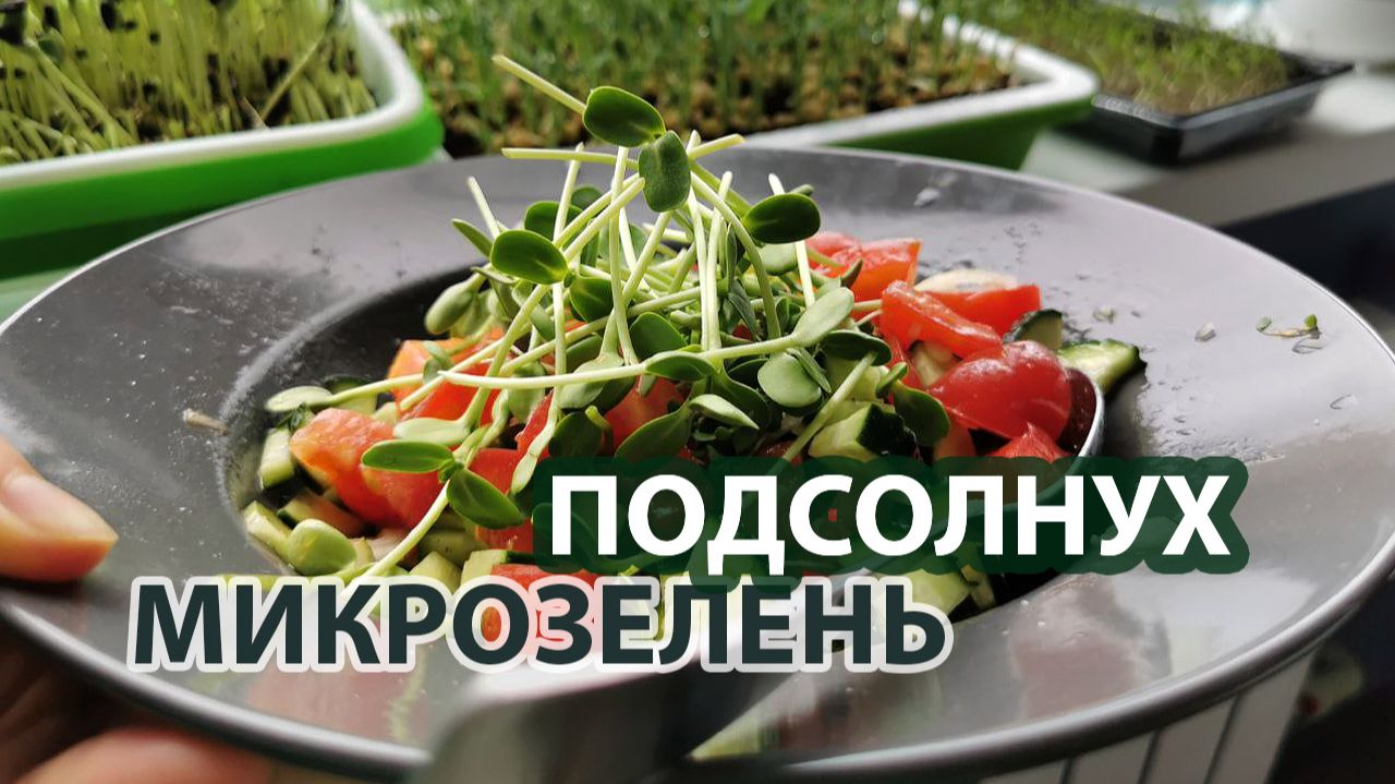 Микрозелень подсолнечника БЕЗ ЗЕМЛИ за 12 дней | Простой способ для начинающих смотреть онлайн