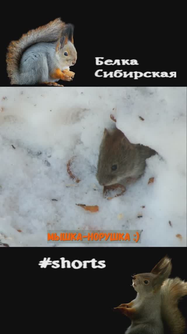 Мышка выглядывает из норки