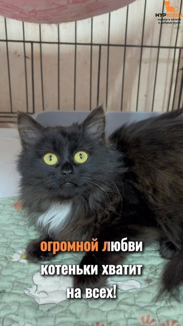 Евдокия ждёт вас в приюте #Муркоша смотреть онлайн