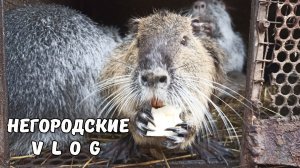 Забавные НУТРИИ едят с рук.13.12.25