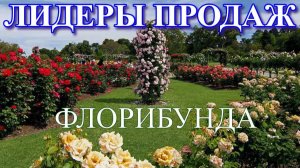 ЛИДЕРЫ ПРОДАЖ 5 СОРТОВ РОЗ ГРУППЫ ФЛОРИБУНДА 2025 ГОДА