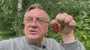 Ягодка из Вирджинии