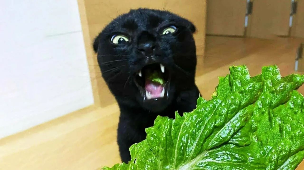 СМЕШНО ДО СЛЕЗ 😹😍 СМЕШНЫЕ КОТЫ, ЛУЧШИЕ ПРИКОЛЫ С КОТАМИ, СОБАКАМИ КОШКИ,СОБАКИ , ЖИВОТНЫЕ 🥰 смотреть онлайн