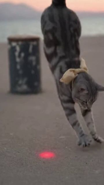 кот и точка