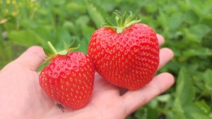 Клубничное настроение. Мой выбор на 2026 год. Обзор сладких сортов.