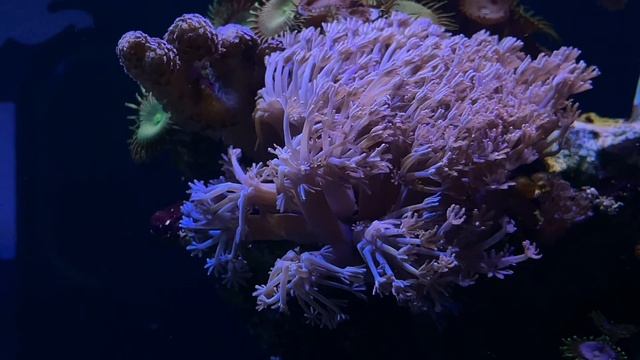 Морской аквариум