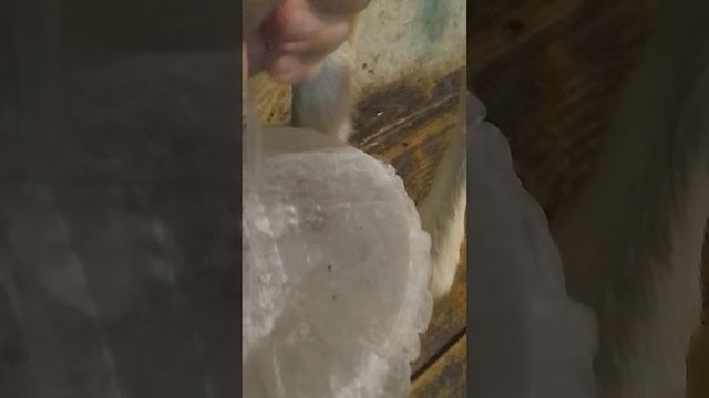 Процесс доения козы руками.