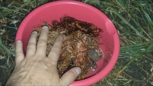 обзор чистой и грязной меди найденной в 2025 году!