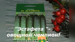 Огурец "ЭСТАФЕТА" - отличный выбор для начинающих огородников!