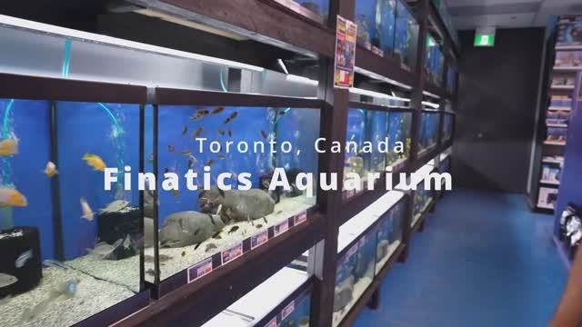 Как выглядит Зоомагазин в Канаде?