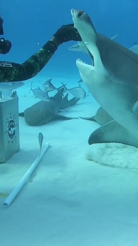 Смелость — одно из самых важных качеств дайвера.