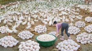 Собрала более 1000 утиных яиц на ферме, где много уток и везу их продавать на рынок. Вьетнам. Фуонг