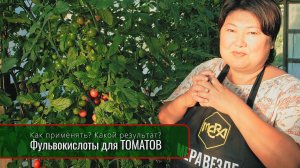 Как работают фульвокислоты на томатах? Больше, чище, быстрее, вкуснее, здоровее!