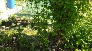 35-ДАЧА..только мама может найти гайку в стоге сена🤣3 часть(03.07.21)