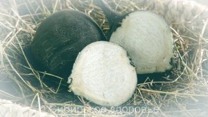 С ПОМОЩЬЮ ЧЕРНОЙ РЕДЬКИ ОБОШЛИСЬ БЕЗ ОПЕРАЦИИ