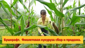 Ферма Бушкрафт в Пханге. Вьетнам.  Фиолетовая кукуруза сбор и продажа.
