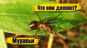 Интересное поведение муравьев. Что они делают?