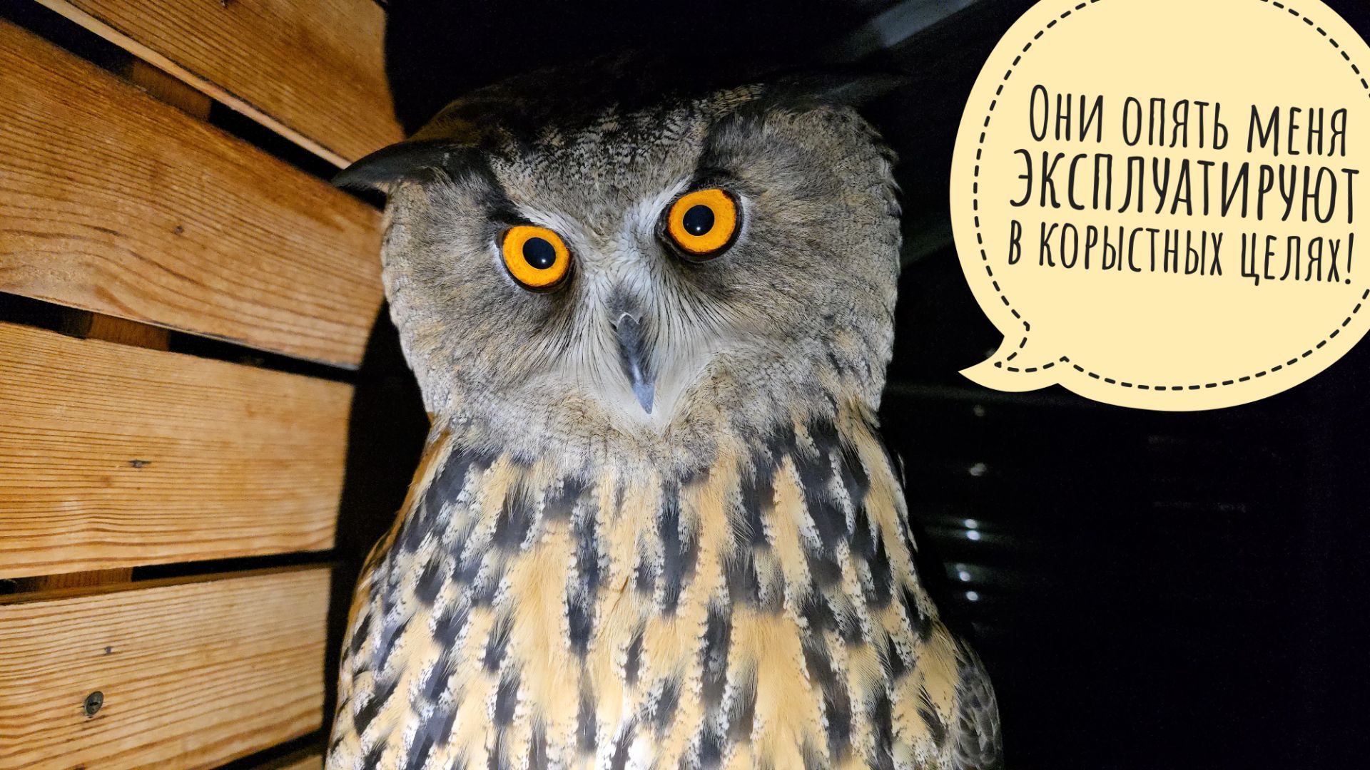 Сова филин Ёль вновь спасает всю ситуацию и куёть нам коньтент! Кошка Морошка на подстраховке смотреть онлайн