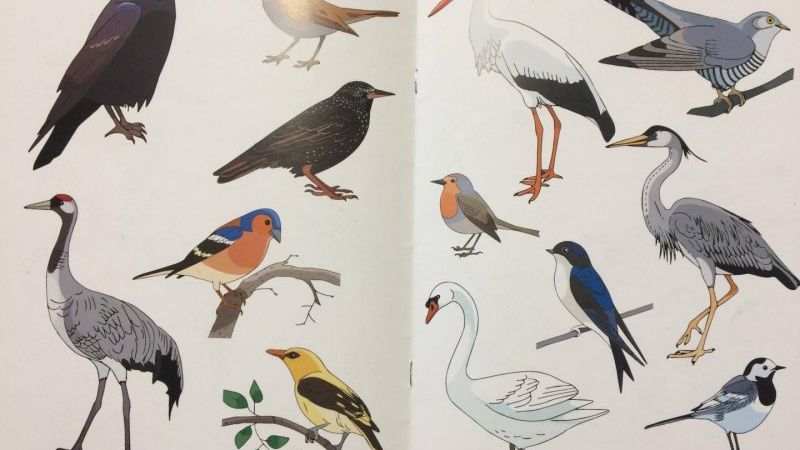 Самцы сорок наверное крупнее ПОДПИШИСЬ смотреть онлайн