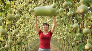 За год мы собрали тысячи сортов тыквы и вывезли их на рынок для продажи. Фуонг. Вьетнам