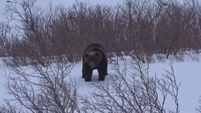 Медведь хотел познакомиться.... смотреть онлайн