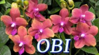№1155/ МОРЕ свежих, ШИКАРНЫХ орхидей в OBI смотреть онлайн