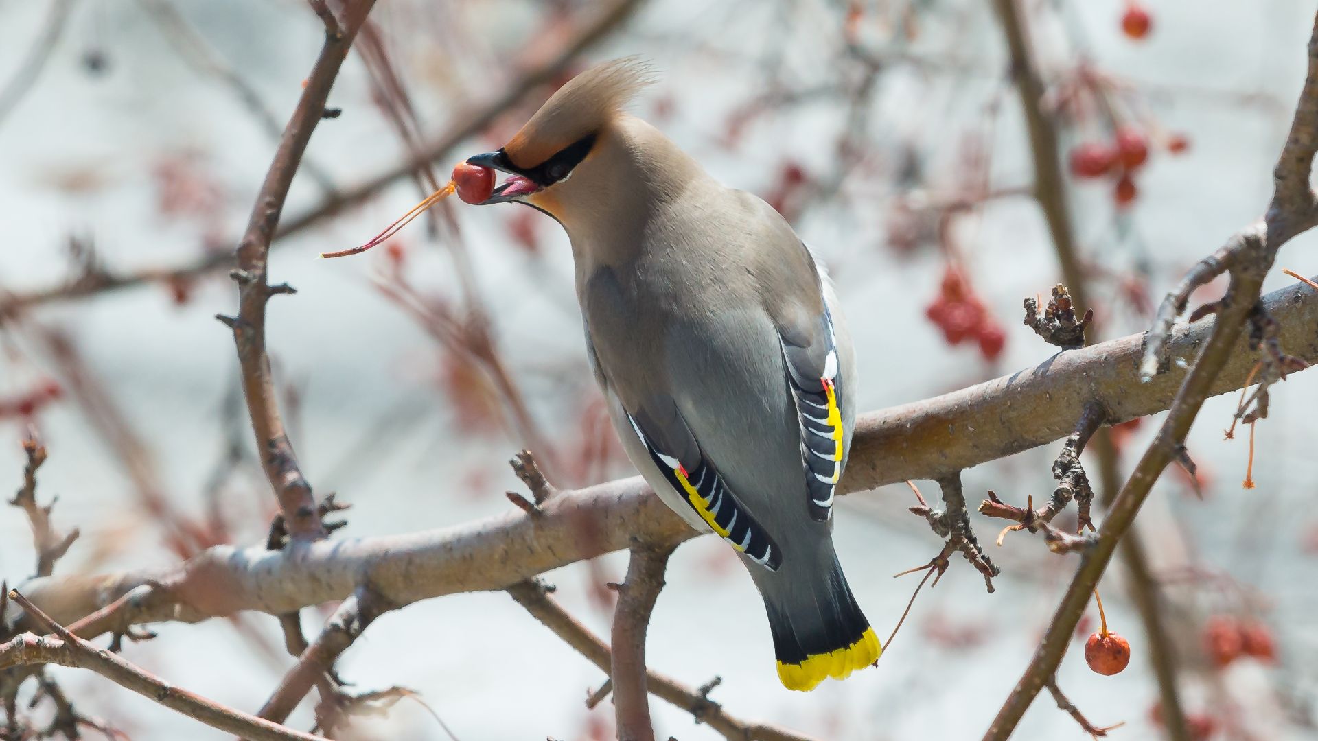 Свиристели прилетели ! смотреть онлайн